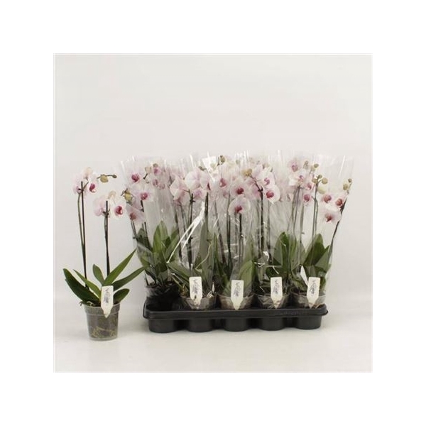 <h4>Phal An Denver 2 Branches 12+</h4>