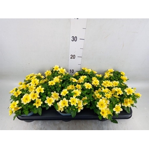 Bidens  'Goldstrike'