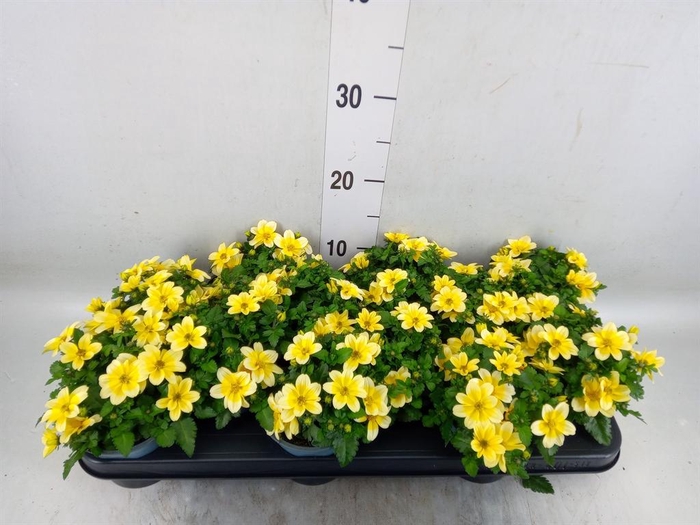 <h4>Bidens  'Goldstrike'</h4>