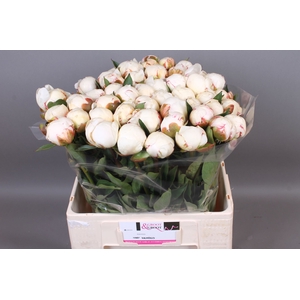 Paeonia Mary Nicholls | Heavy Quality