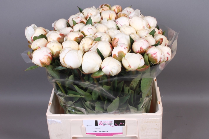 <h4>Paeonia Mary Nicholls | Heavy Quality</h4>