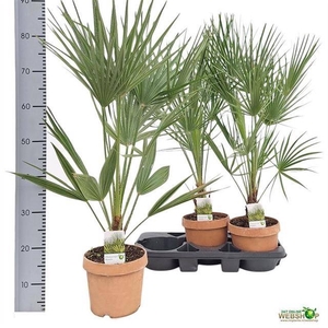 CHAMAEROPS HUMILIS