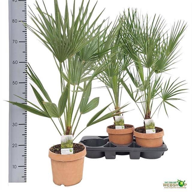 <h4>CHAMAEROPS HUMILIS</h4>