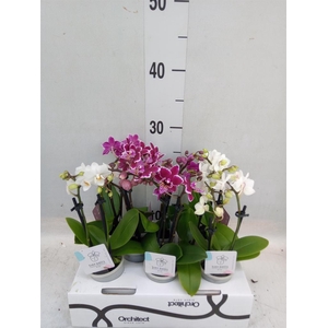 Phalaenopsis   ...mini