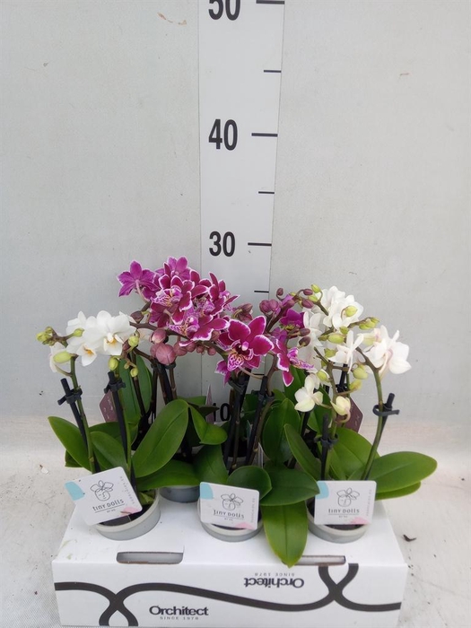 <h4>Phalaenopsis   ...mini</h4>