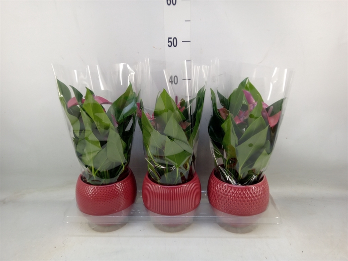 <h4>Anthurium andr. 'Pure Purple'</h4>