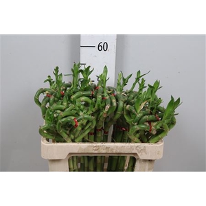 Drac Lucky Bamboo 50cm