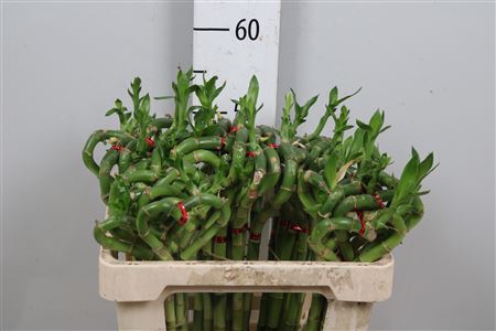 <h4>Drac Lucky Bamboo 50cm</h4>