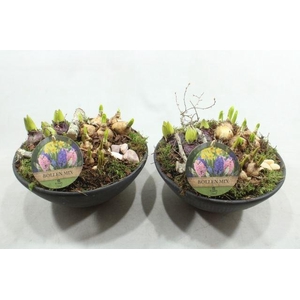 0251 EBBI BOLLEN MIX