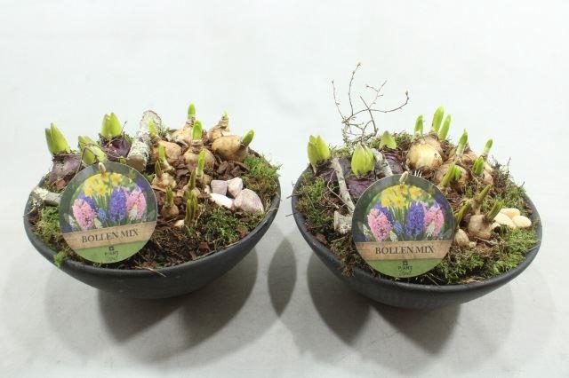 <h4>0251 EBBI BOLLEN MIX</h4>