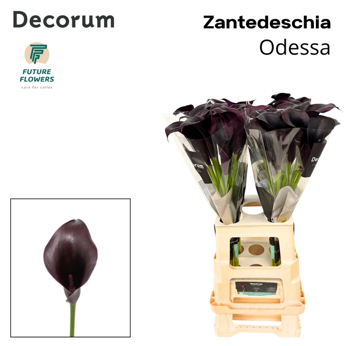 <h4>Zant Odessa</h4>