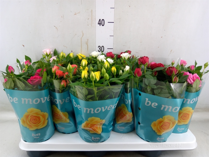 <h4>Rosa  'Beau Monde'   ...mix</h4>