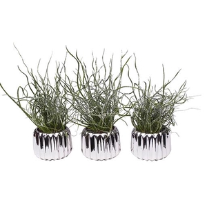 JUNCUS P6 L 485 GLITTER