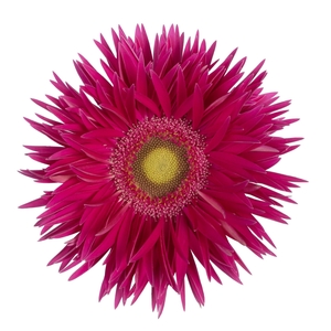 Gerbera Spider Kaa Half doos
