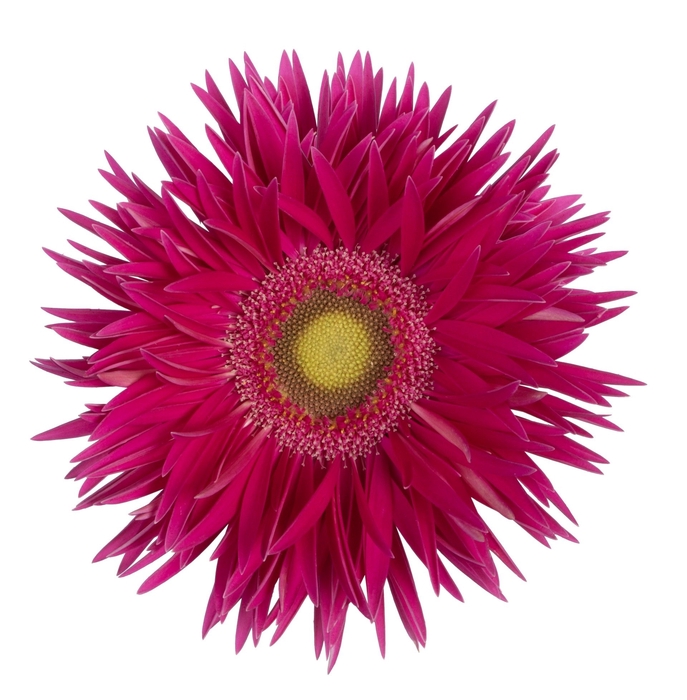 <h4>Gerbera Spider Kaa Water x40</h4>