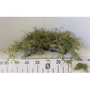 MUEHLENBECKIA MAORI P12