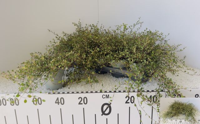 <h4>MUEHLENBECKIA MAORI P12</h4>