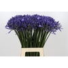 Agapanthus Dr Brouwer