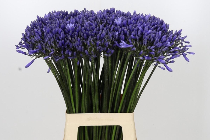 <h4>Agapanthus Dr Brouwer</h4>