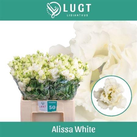<h4>Eus G Alissa White</h4>