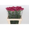 Dianthus St Bacarat Purple