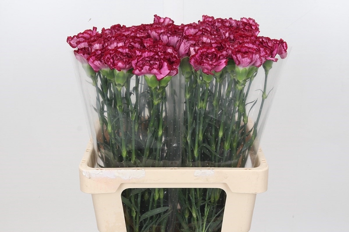 Dianthus St Bacarat Purple