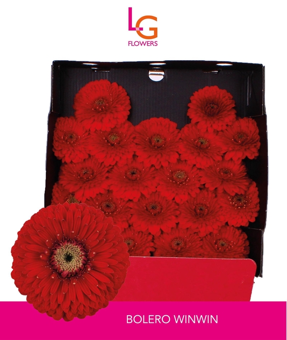 Germini Pomponi WinWin Diamond