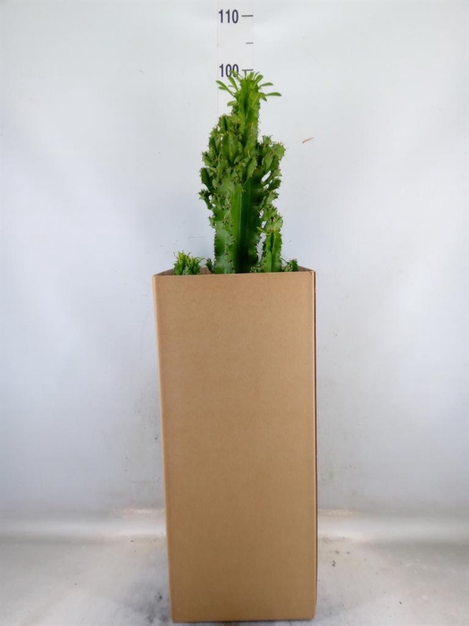 <h4>Euphorbia ingens</h4>