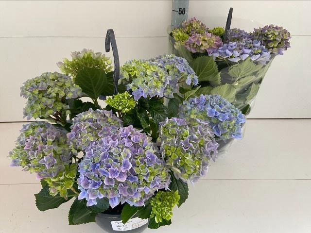 <h4>HYDR M HI RIVER</h4>