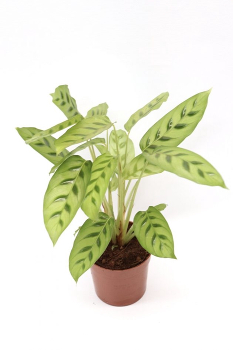 <h4>CALATHEA LEOPARDINA P12</h4>
