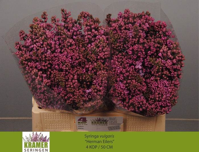 <h4>SYR V HERMAN EILERS</h4>