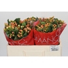 Hypericum Mellow Romance