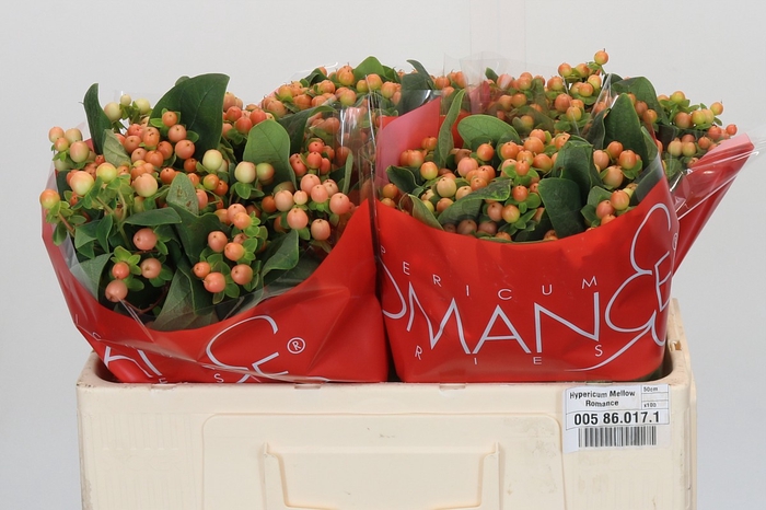 Hypericum Mellow Romance