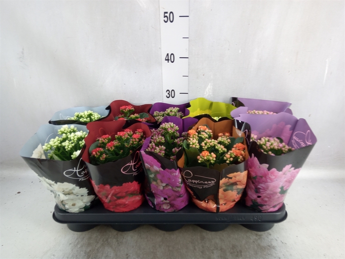 <h4>Kalanchoe blos.   ..rosebud rs fl 5</h4>