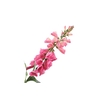 Digitalis Pink