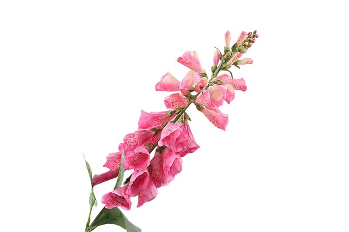 <h4>Digitalis Pink</h4>