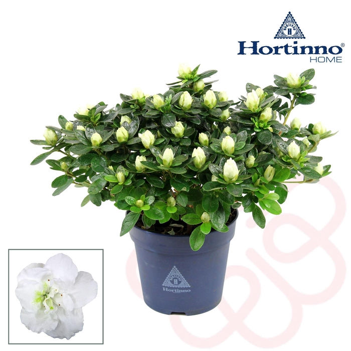 <h4>Rhododendron sim. 'Hor Class Belli'</h4>