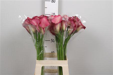 <h4>Zant Bordeaux Art</h4>