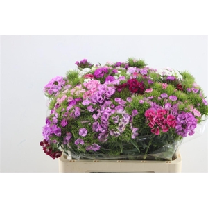 Di Barb Mix Rainbow 60cm