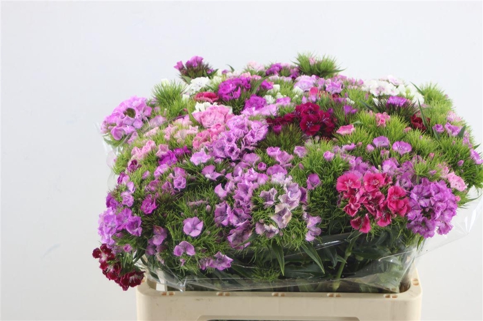 <h4>Di Barb Mix Rainbow 60cm</h4>