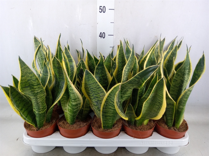 <h4>Sansevieria trifa. 'Futura Superba'</h4>