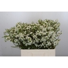 Chamelaucium Dancing Queen White