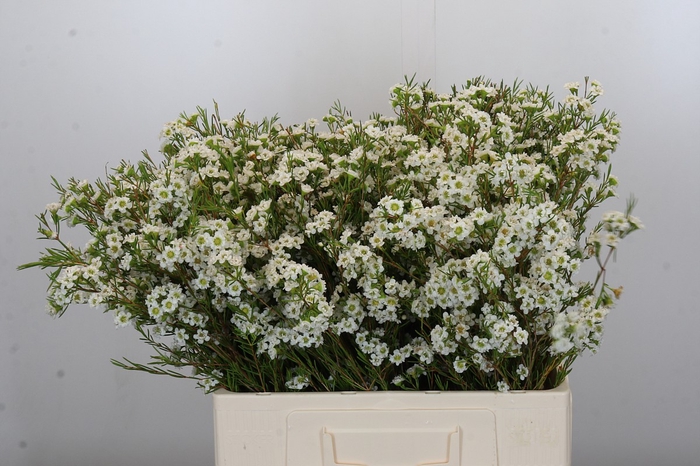 <h4>Chamelaucium Dancing Queen White</h4>