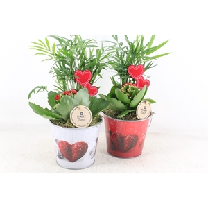 Arr2 Pl - Zink Pot Hart Mix X6 - Rood