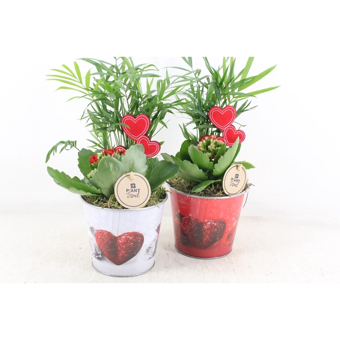 <h4>Arr2 Pl - Zink Pot Hart Mix X6 - Rood</h4>