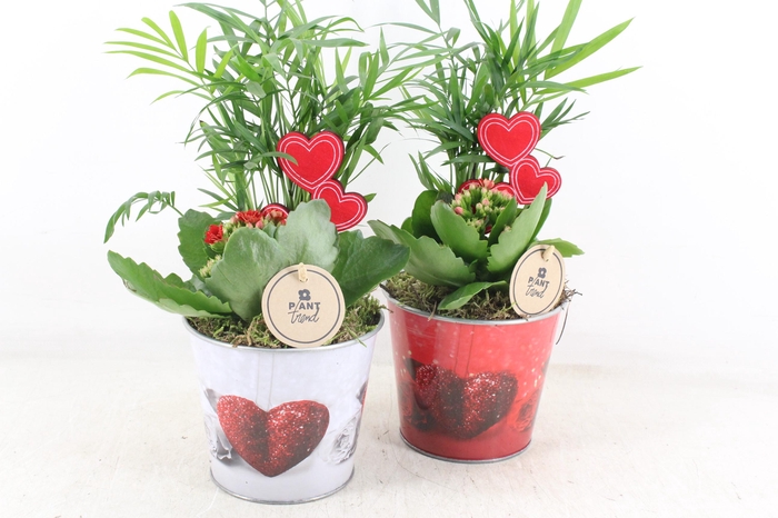 Arr2 Pl - Zink Pot Hart Mix X6 - Rood