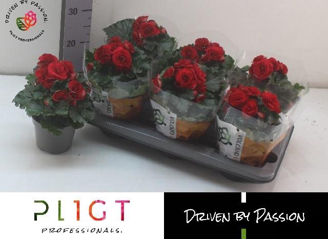 <h4>BEG DU HALO</h4>