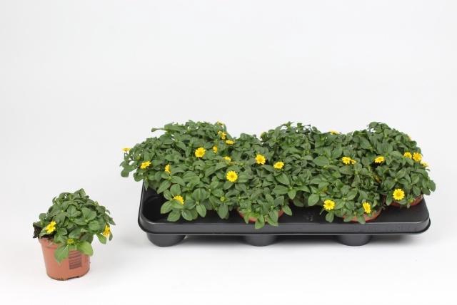 <h4>SANV PROCUMBENS</h4>