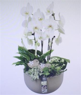 <h4>6454 Ker Taupe Phal</h4>