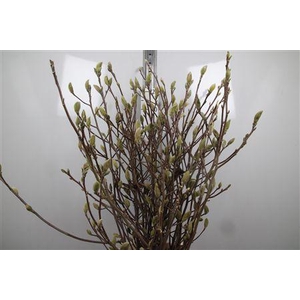 Magnolia Grandi Yellow